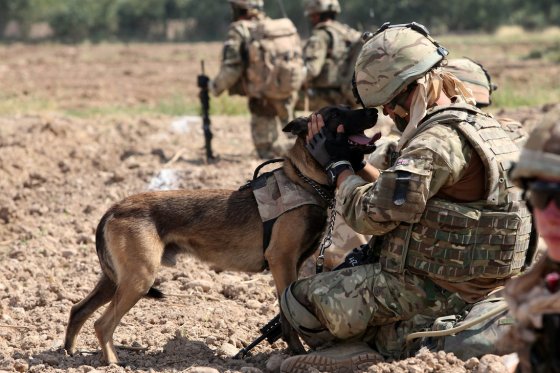 military_dog_by_militaryphotos-d54xw3v.jpg